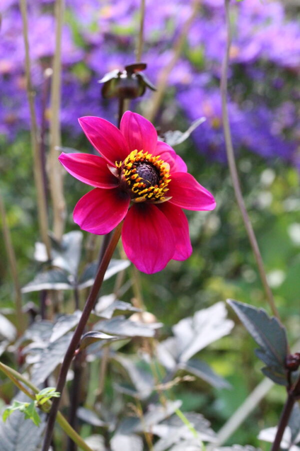 How To Grow Dahlias Organically From Seed And Save Your Own Dahlia