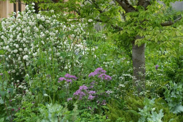 Things At Chelsea Flower Show Jack Wallington Garden Design Ltd