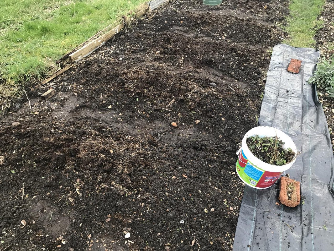 Asparagus bed allotment | Jack Wallington | Nature & Gardens