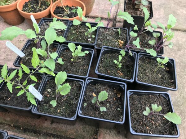 How to grow organic purple sprouting broccoli and cook it | Jack ...