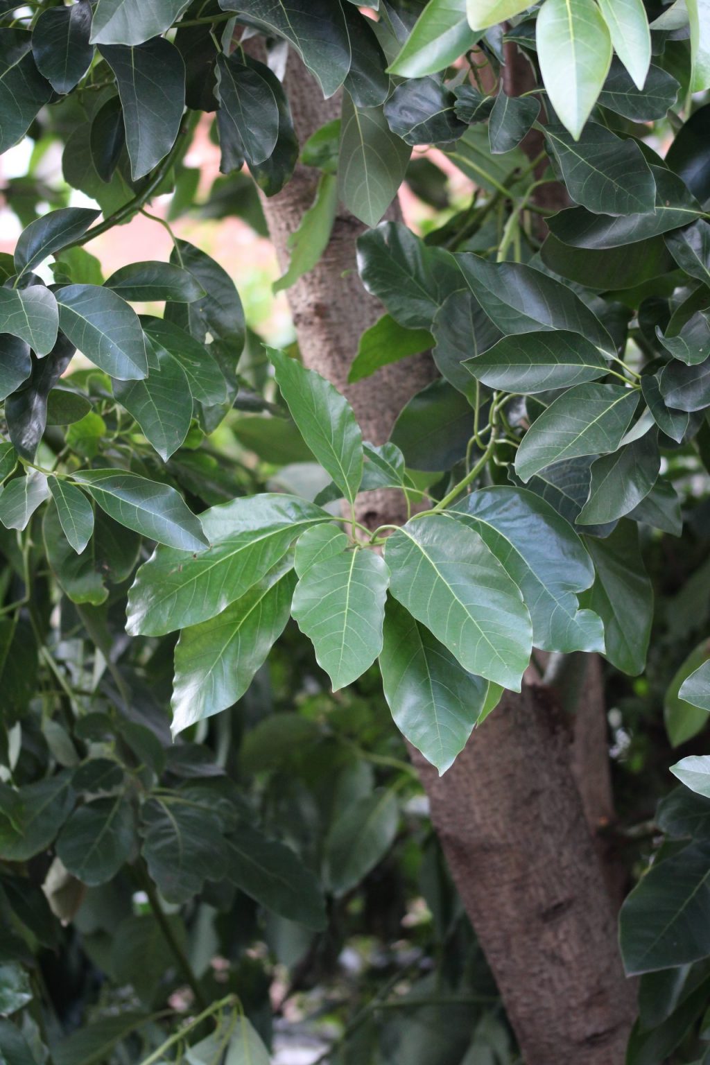 Growing avocados in London | Jack Wallington | Nature & Gardens