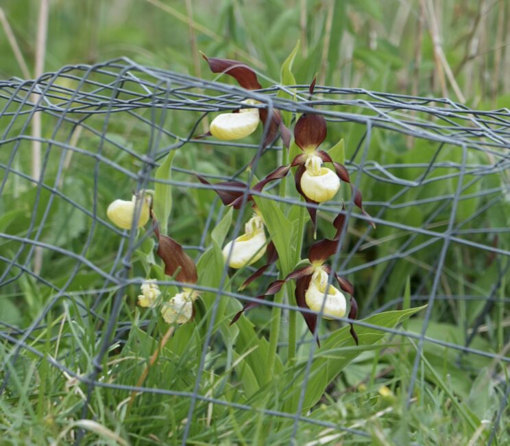 Cypripedium calceolus