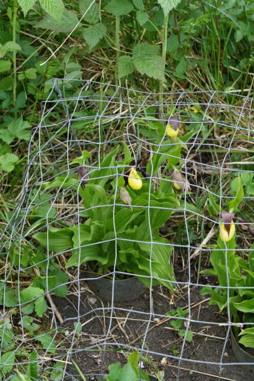 Cypripedium calceolus