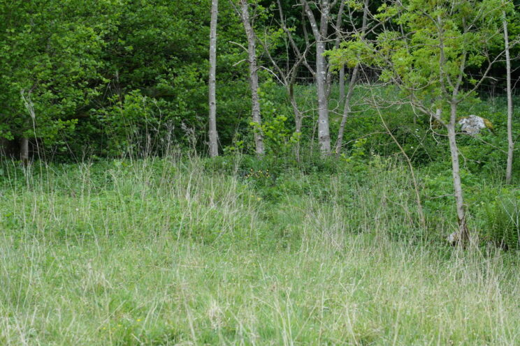 Cypripedium calceolus