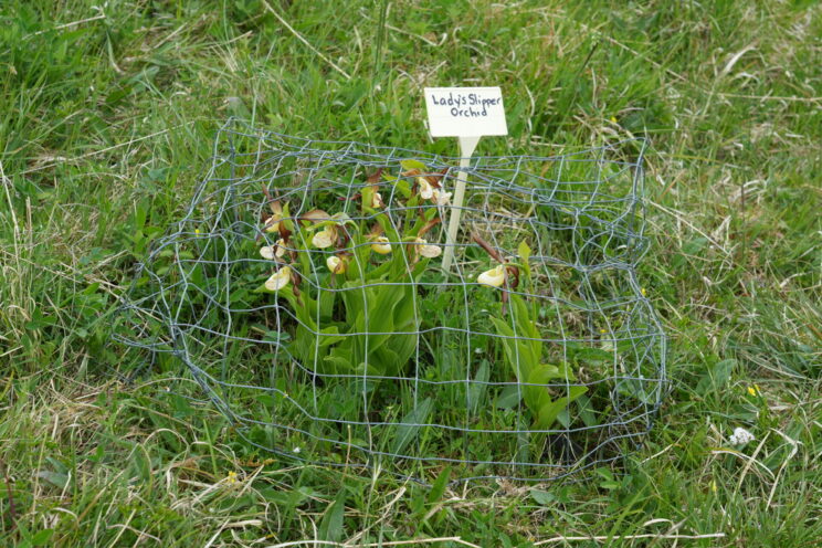 Cypripedium calceolus