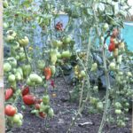 How to grow tomatoes in a polytunnel